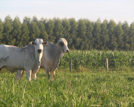 Oeste Rural Show vai expor novidades da integração Lavoura-Pecuária